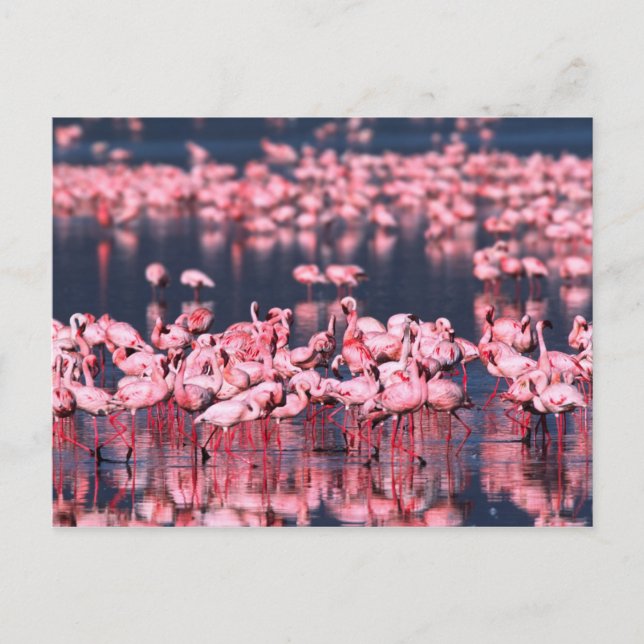 Postal Flamencos menores (Phoeniconaias minor), África, (Anverso)