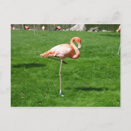 Postal Flamencos rosados