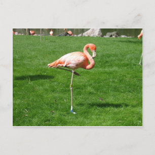 Postal Flamencos rosados