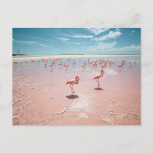 Postal Flamencos rosados 
