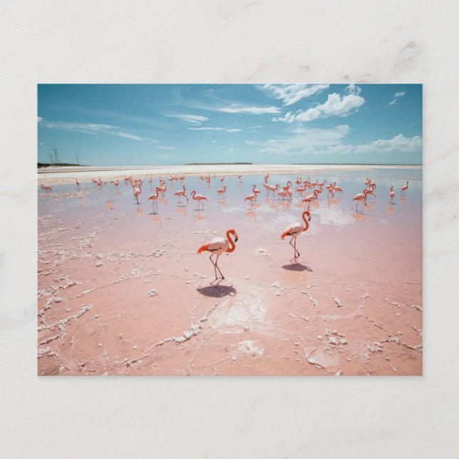 Postal Flamencos rosados  (Anverso)
