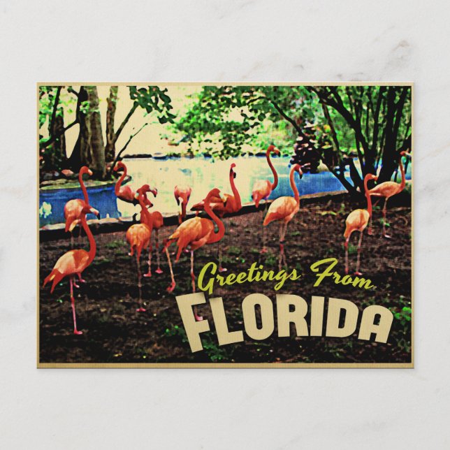 Postal Flamencos rosados de Florida (Anverso)