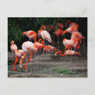 Postal Flamencos rosados de postcard-Animals