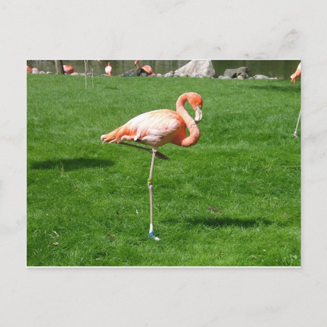 Postal Flamencos rosas (Anverso)