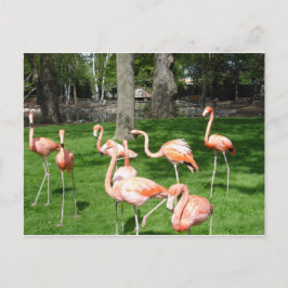 Postal Flamencos rosas