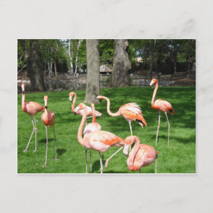 Postal Flamencos rosas