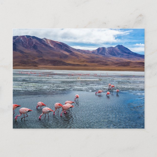 Postal Flamencos rosas en Bolivia (Anverso)