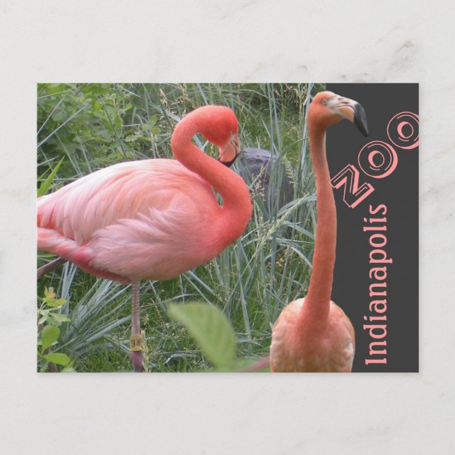 Postal Flamingo (Anverso)