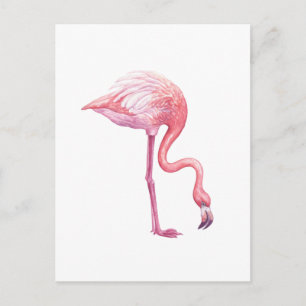 Postal Flamingo