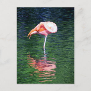 Postal Flamingo