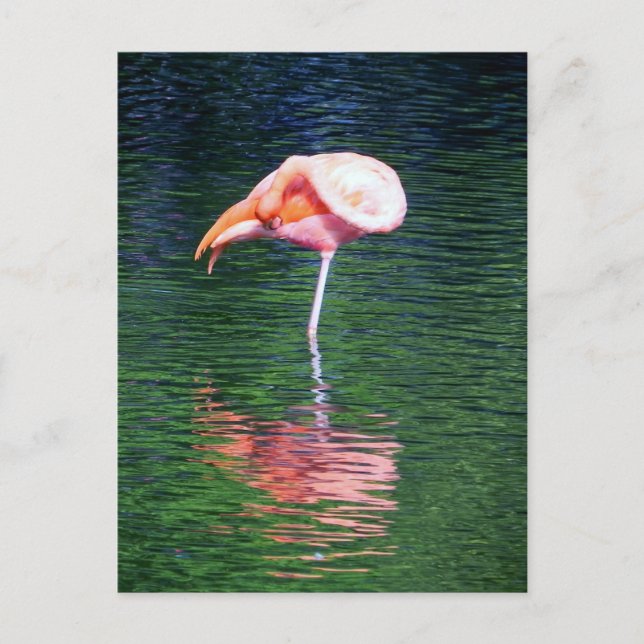 Postal Flamingo (Anverso)