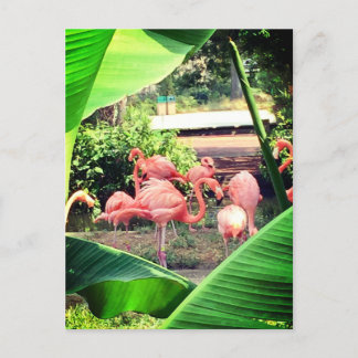 Postal Flamingo