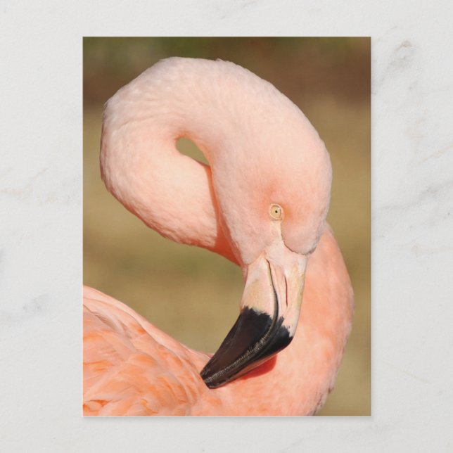 Postal Flamingo (Anverso)
