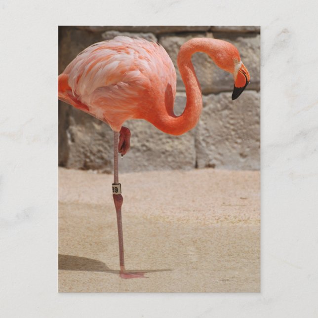 Postal Flamingo (Anverso)