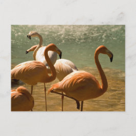 Postal Flamingo