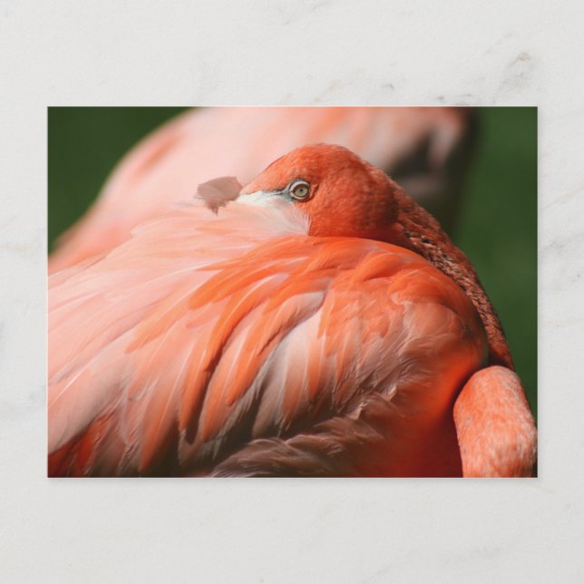 Postal Flamingo (Anverso)