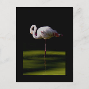 Postal flamingo