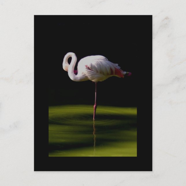 Postal flamingo (Anverso)