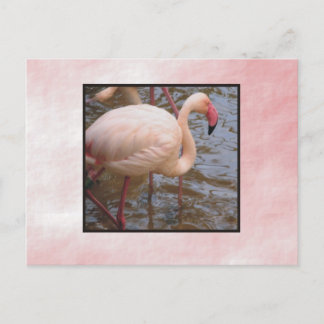 Postal Flamingo