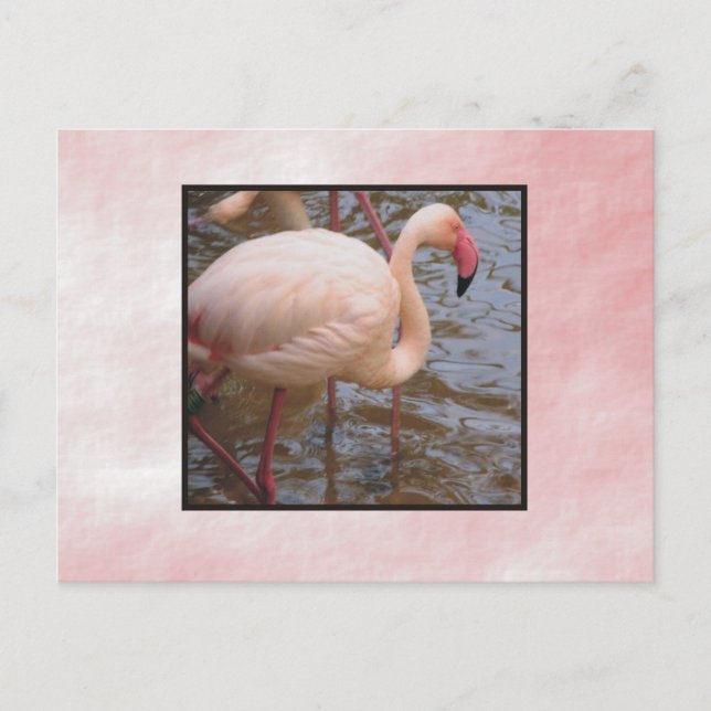 Postal Flamingo (Anverso)
