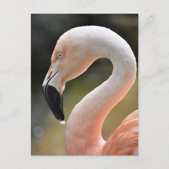 Postal Flamingo (Anverso)