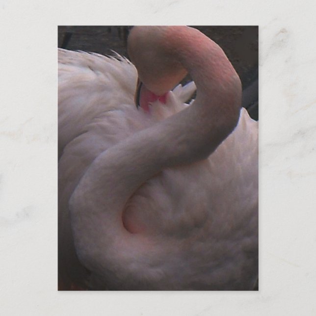 Postal flamingo (Anverso)