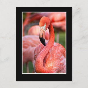 Postal Flamingo