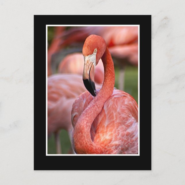 Postal Flamingo (Anverso)