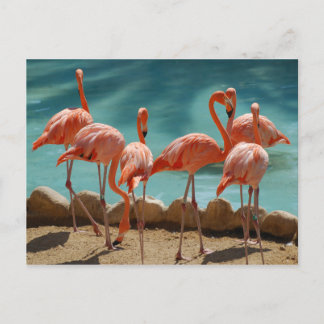 Postal Flamingo