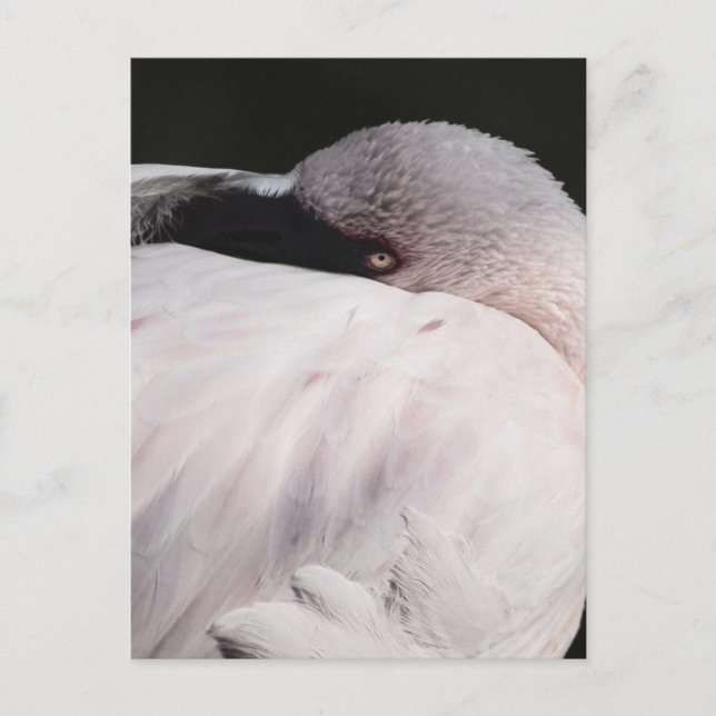 Postal Flamingo (Anverso)