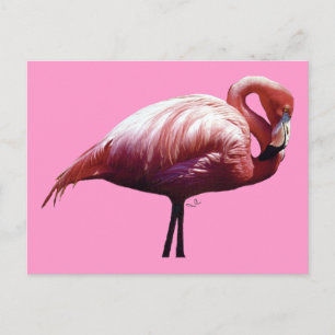 Postal Flamingo
