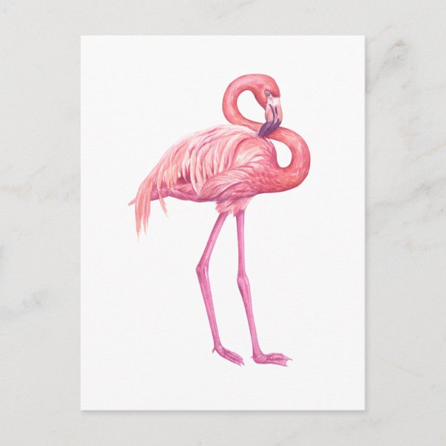 Postal Flamingo 2 (Anverso)