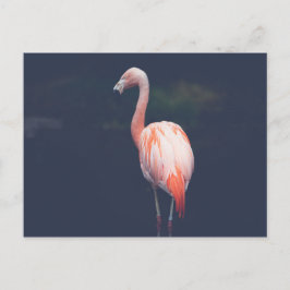 Postal Flamingo Al Dusk