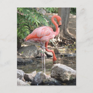 Postal Flamingo americano