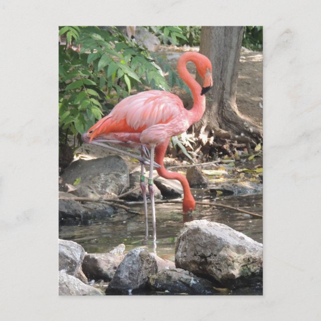 Postal Flamingo americano (Anverso)