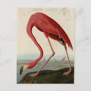 Postal Flamingo americano