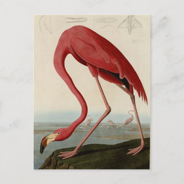 Postal Flamingo americano (Anverso)