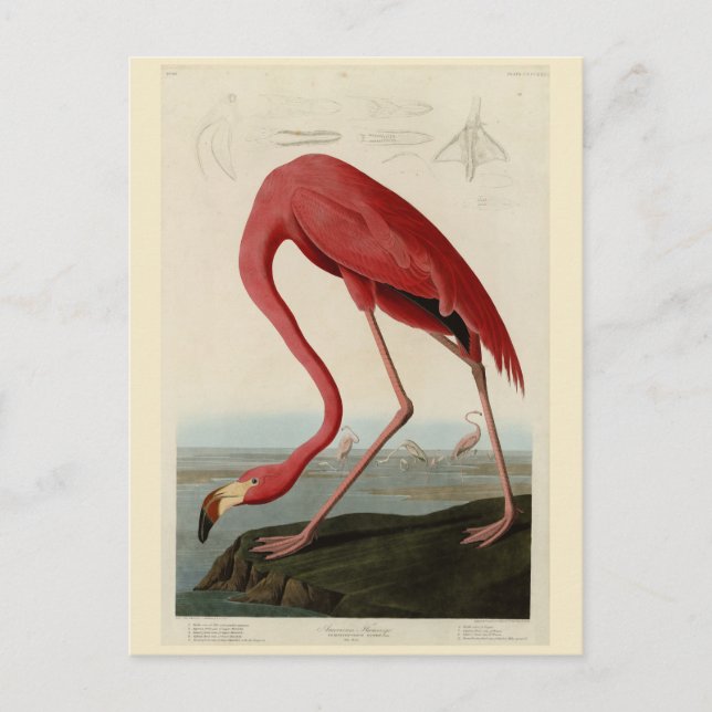 Postal Flamingo americano de los pájaros de los Estados U (Anverso)