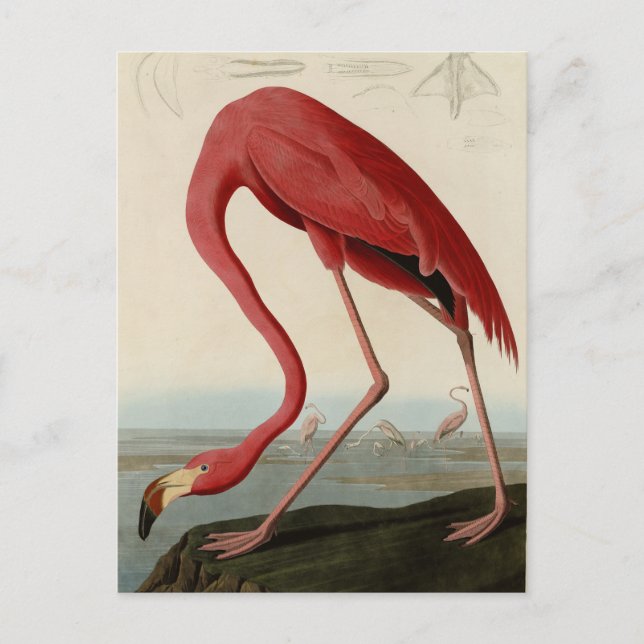 Postal Flamingo americano de los pájaros de los Estados U (Anverso)