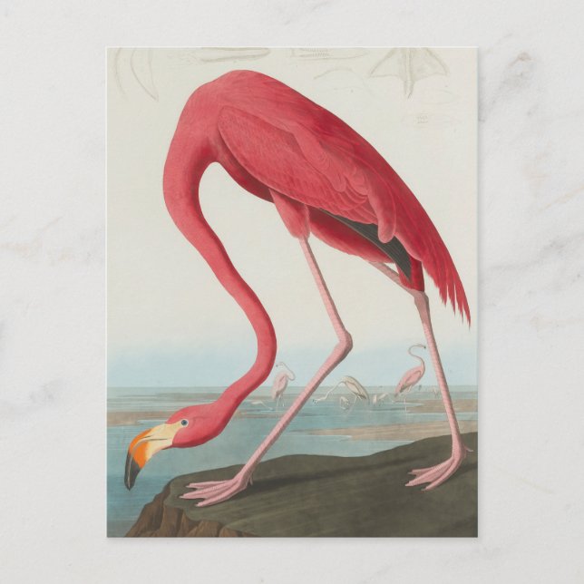 Postal Flamingo americano... J.J. Audubon (Anverso)