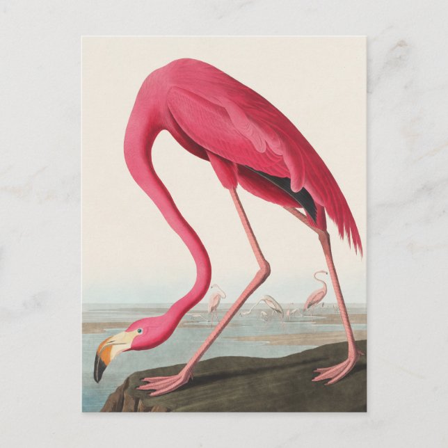 Postal Flamingo americano John Audubon (Anverso)