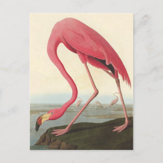 Postal Flamingo americano | John James Audubon