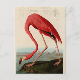 Postal Flamingo americano por Audubon