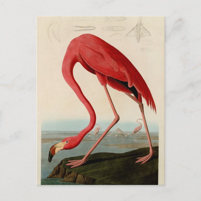 Postal Flamingo americano por Audubon (Anverso)