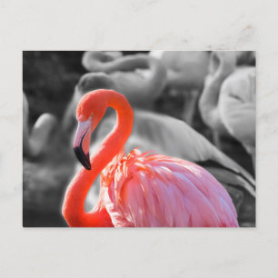 Postal Flamingo Bird Photography