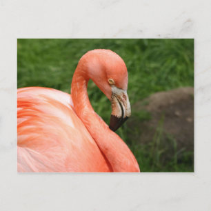 Postal Flamingo brillante