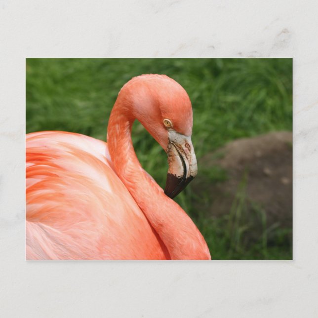 Postal Flamingo brillante (Anverso)
