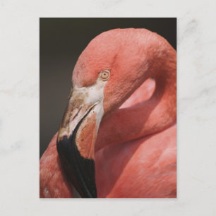 Postal Flamingo chileno, Phoenicopterus chilensis