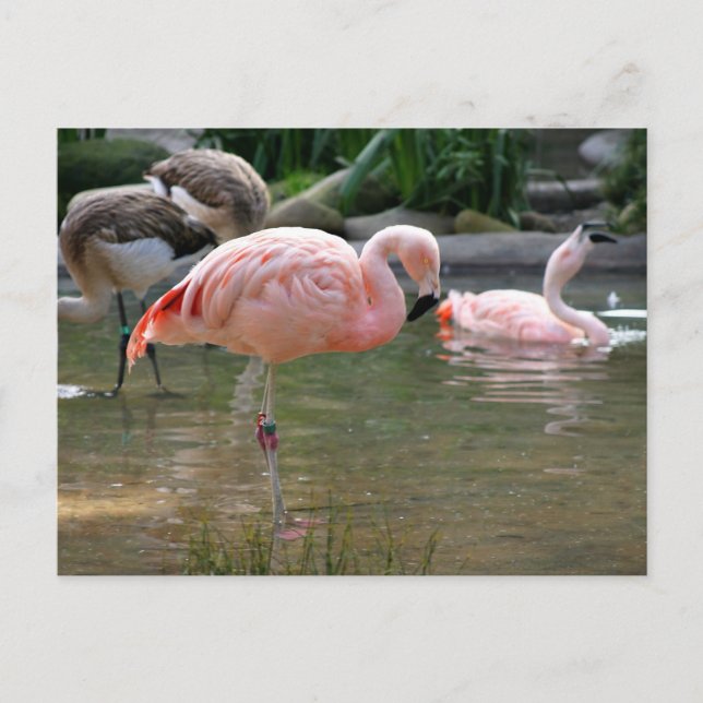 Postal Flamingo de Chile (Anverso)