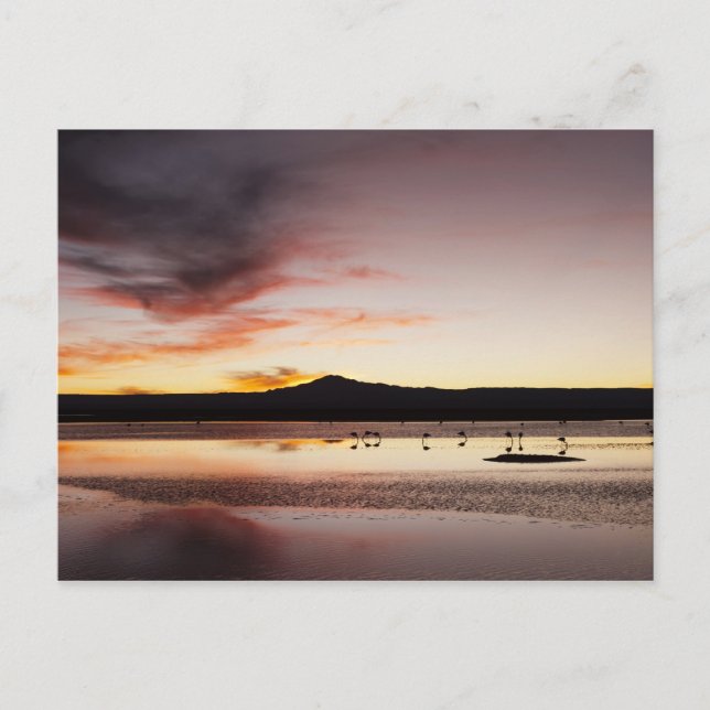 Postal Flamingo de Chile (Anverso)